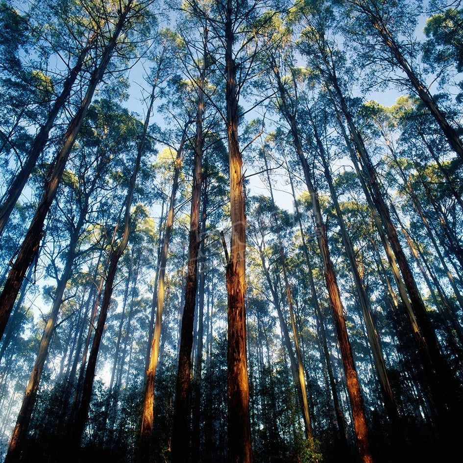 Mountain ash forest in Black Spur, Australia - Pickawall
