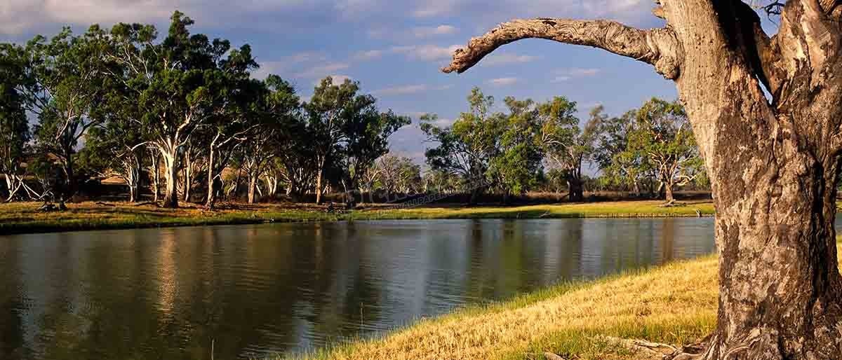 Murray River, ÌâÛÏSouth AustraliaÌâÛ - Pickawall