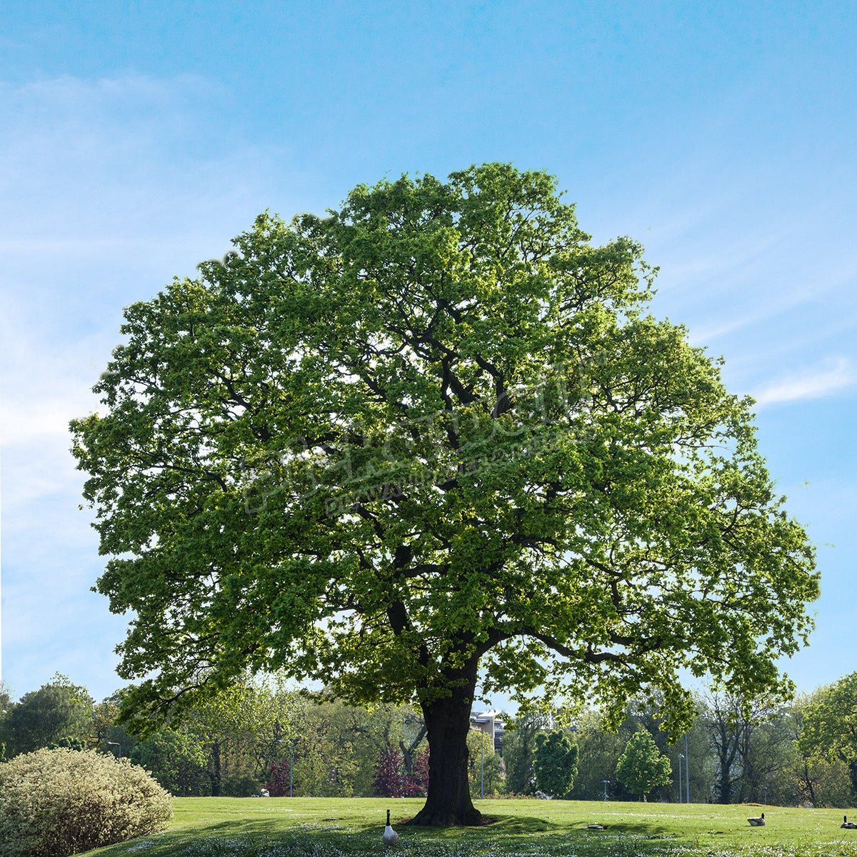 Oak tree - wall and ceiling feature - Pickawall