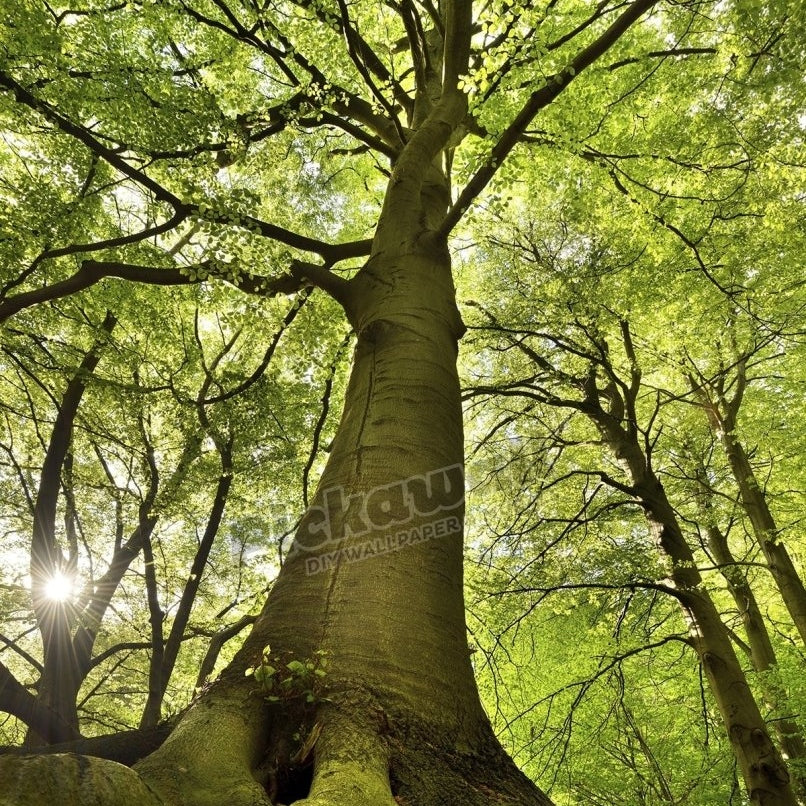 Old Beech Tree - Pickawall