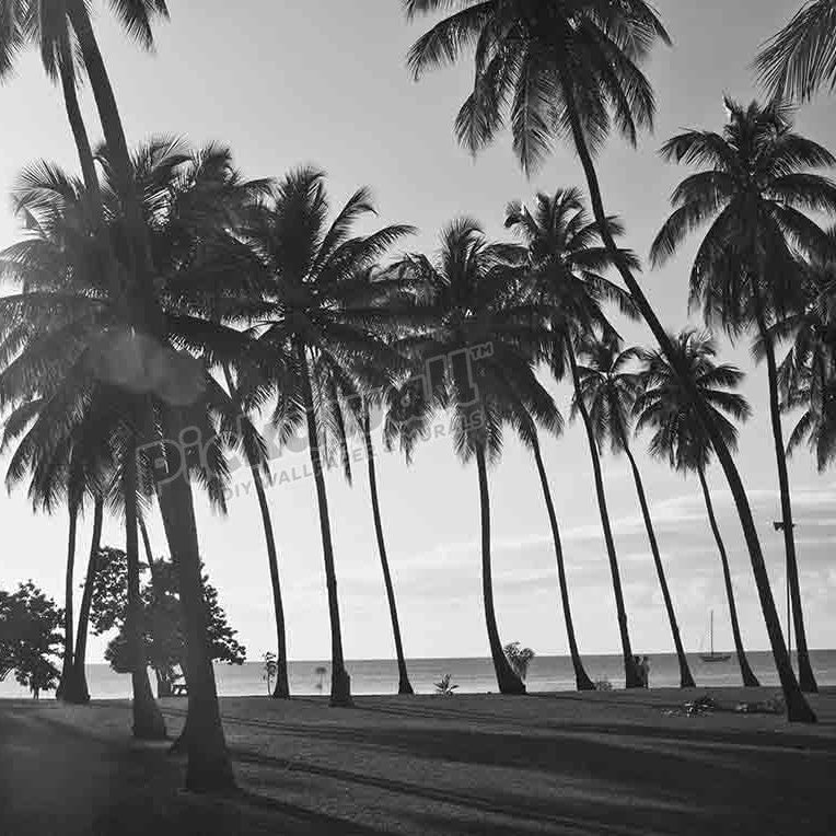 Palm Trees - Pickawall