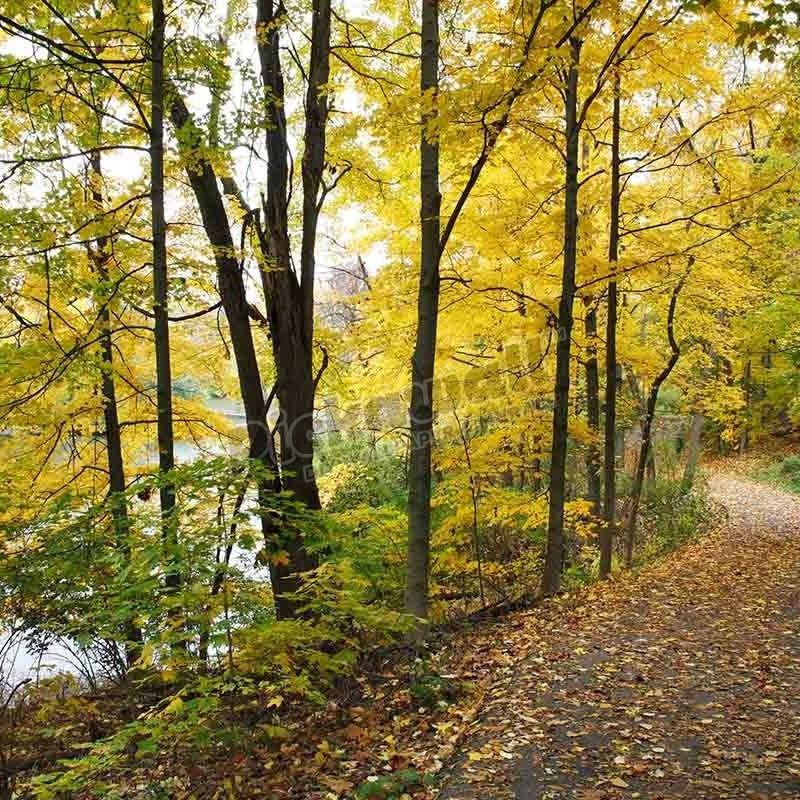 Path Next To A Lake In Autumn - Pickawall