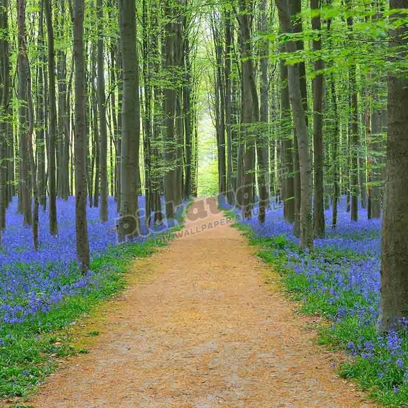 Path through Beech Forest - Pickawall
