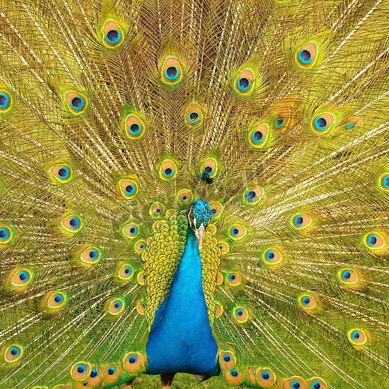 Peacock - Pickawall