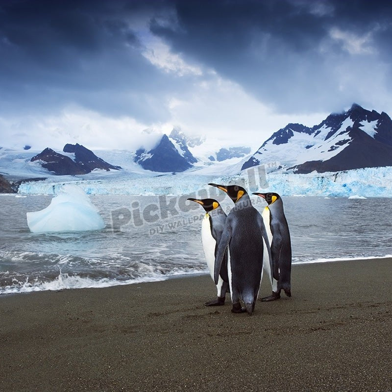 Penguin' - Pickawall