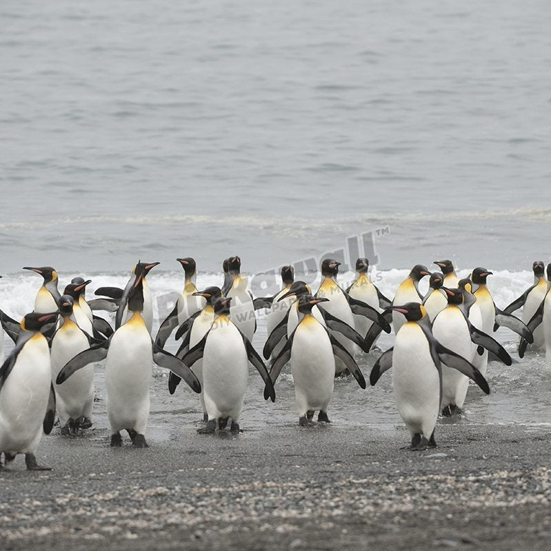 Penguins Coming to Shore - Pickawall