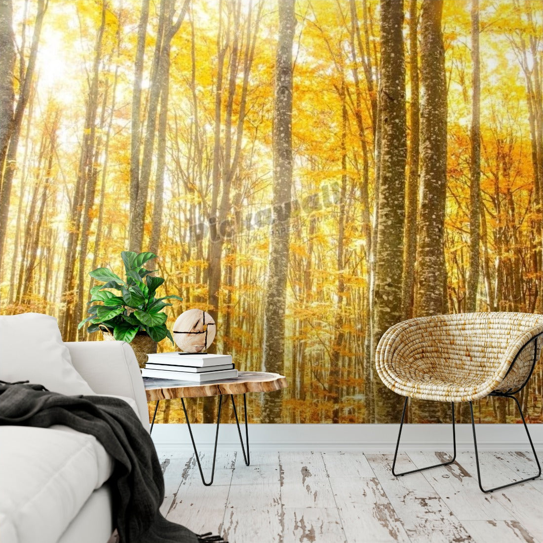 Magical Beech Forest with Warm Golden Sunrays wallpaper in a living room - Pickawall