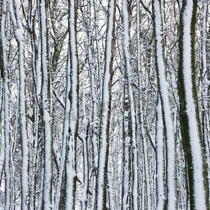 plantation in the snow' - Pickawall