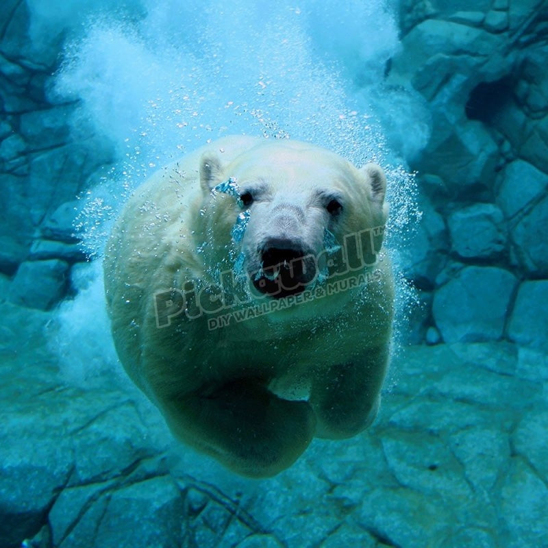 Polar Bear diving underwater - Pickawall