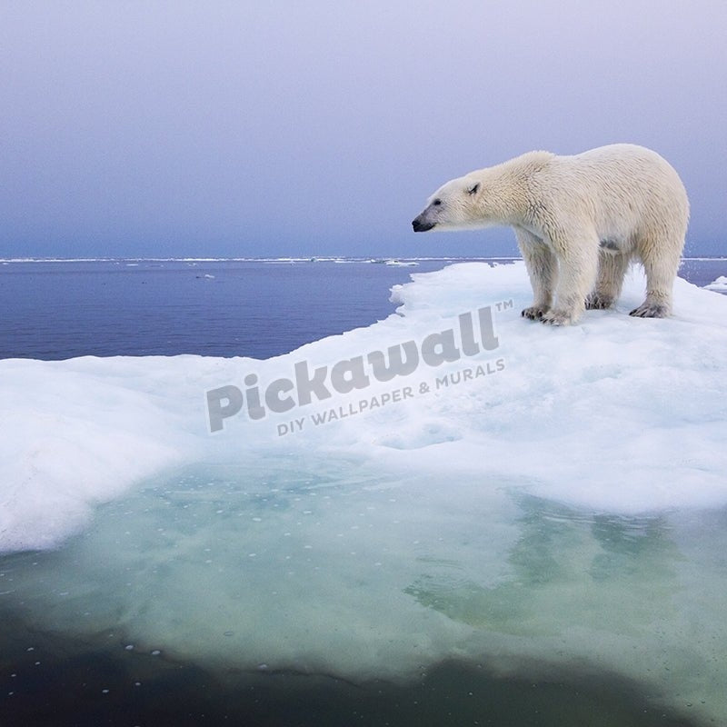 Polar Bear, Hudson Bay, Canada - Pickawall