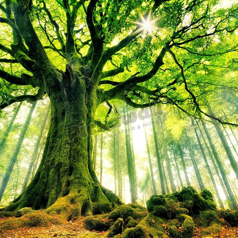 Ponthus' Beech - Pickawall