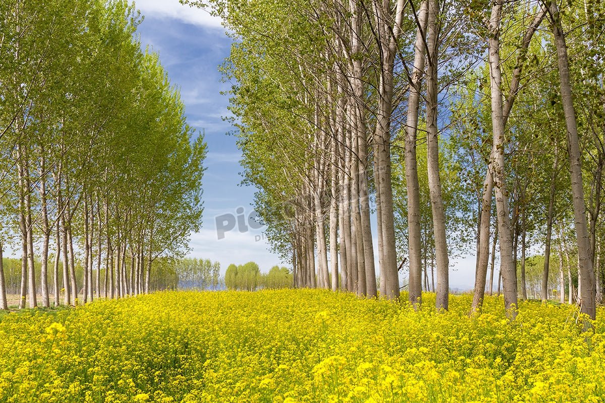 Poplar Tree field - Pickawall