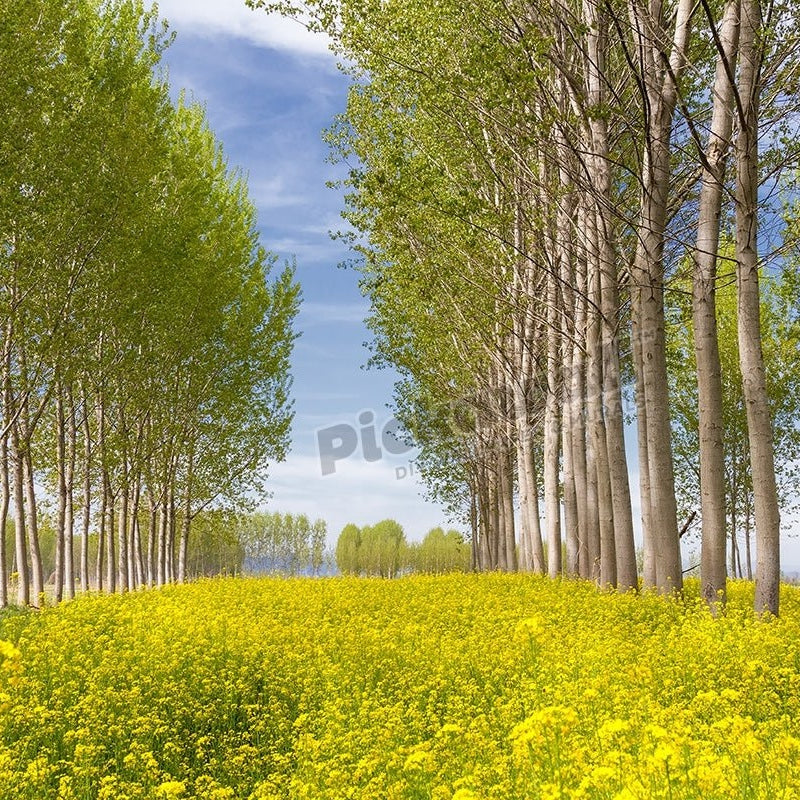 Poplar Tree field - Pickawall