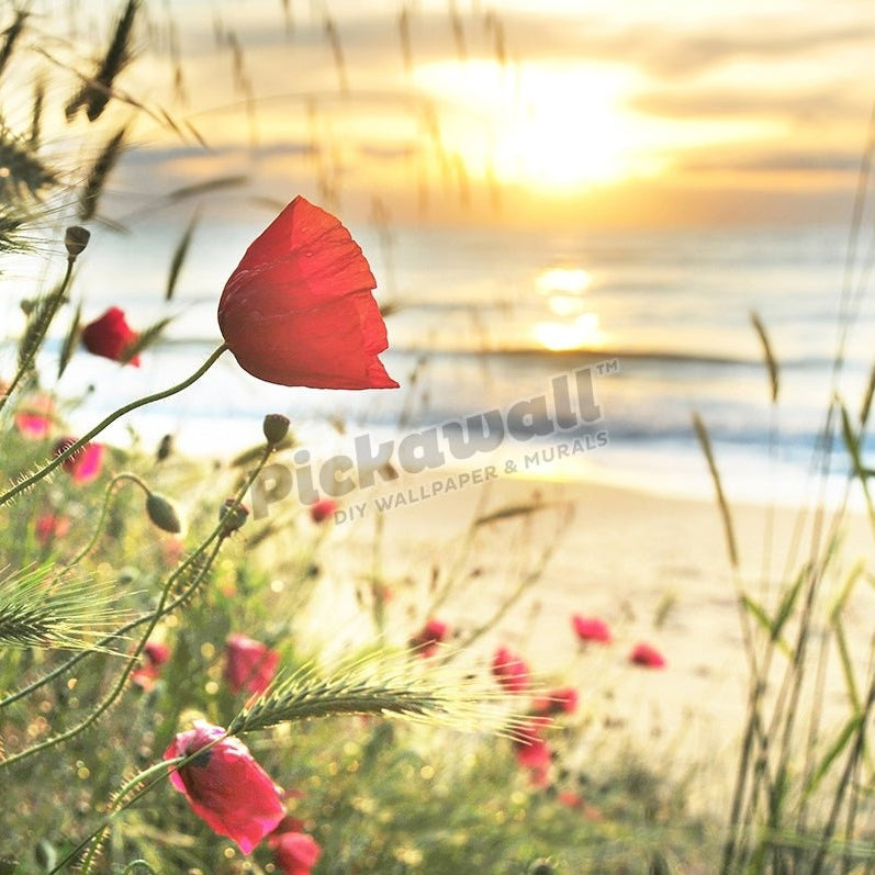 Poppies sunrise on the seashore - Pickawall