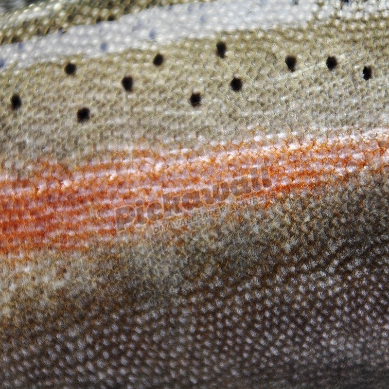 Rainbow trout - Pickawall