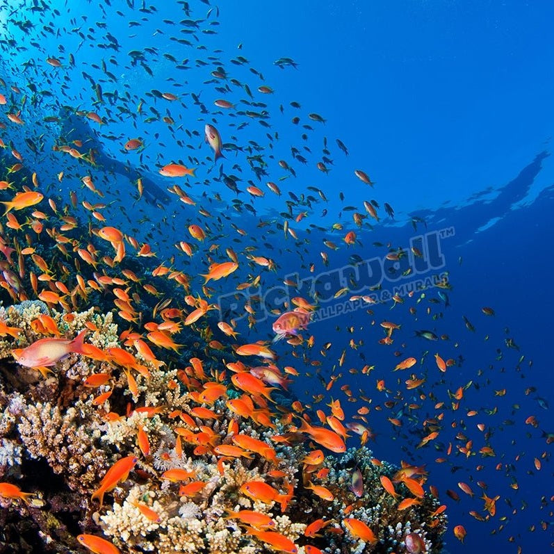 RED SEA - Pickawall
