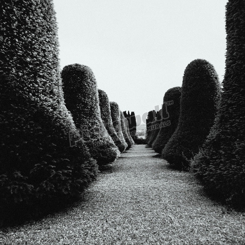Rows of topiary hedges, b&w - Pickawall