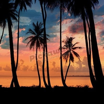 Silhouette palm trees and dramatic sunset clouds - Pickawall