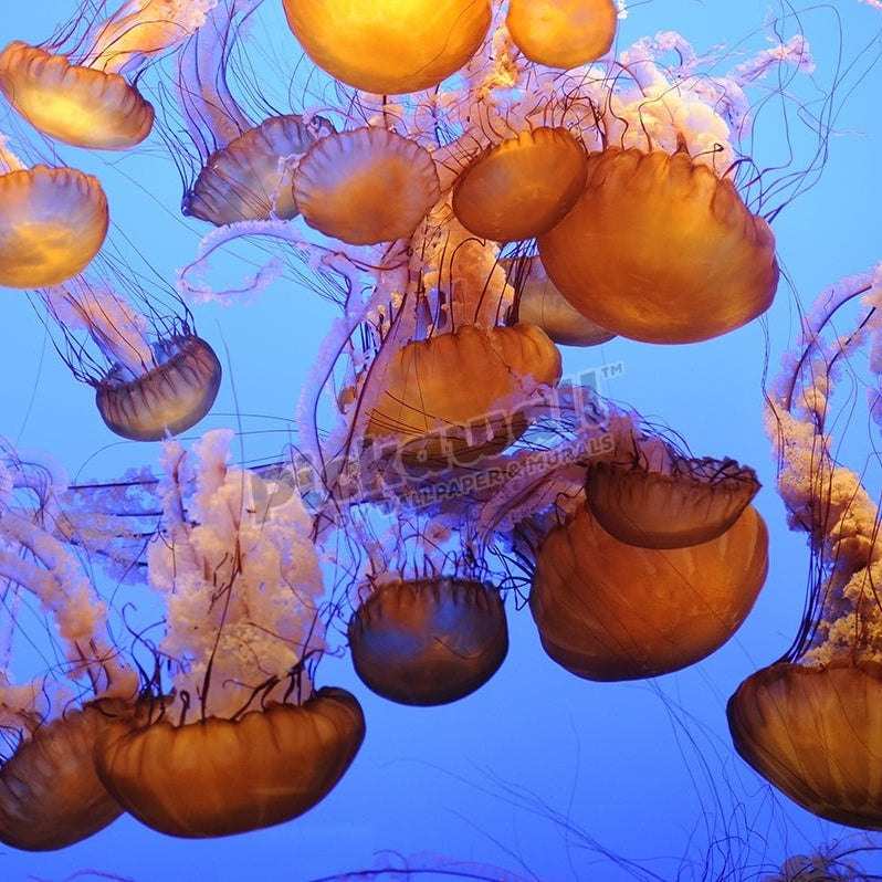Smack of Jellyfish - Pickawall
