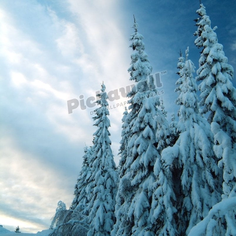 Snow covering trees in rural Varmland Sweden - Pickawall