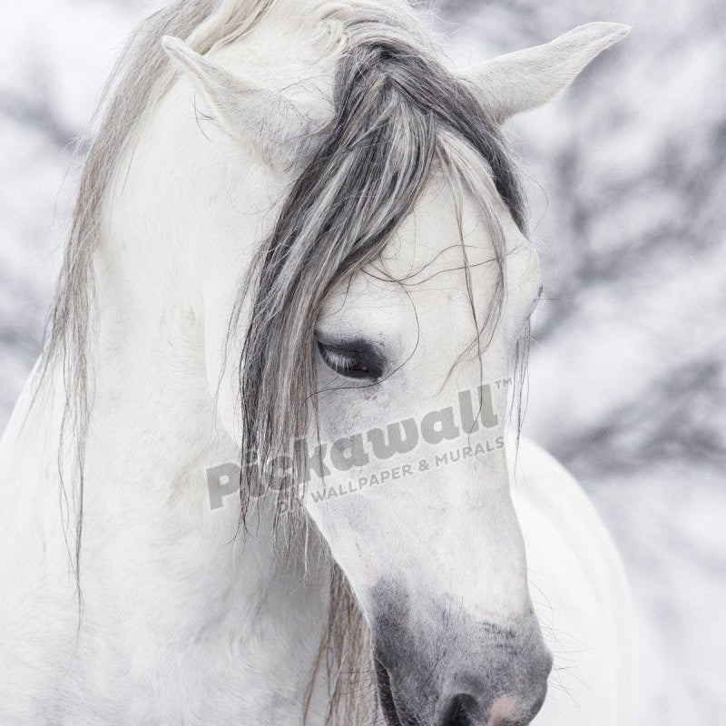 Snow white Horse - Pickawall