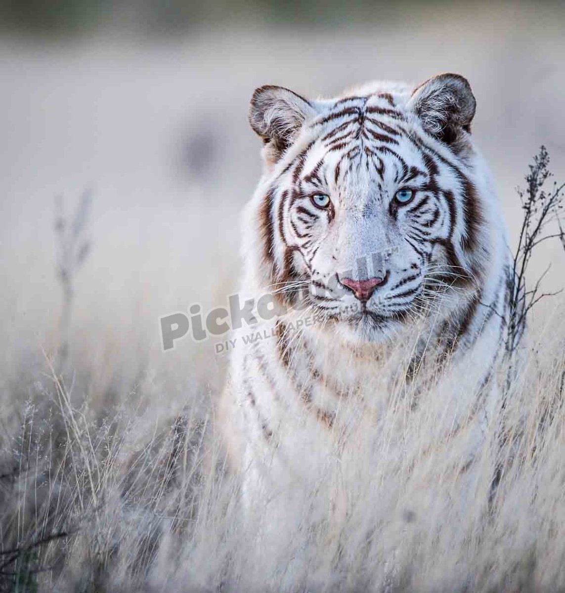 South Africa, Tiger Canyons, Tiger in white - Pickawall