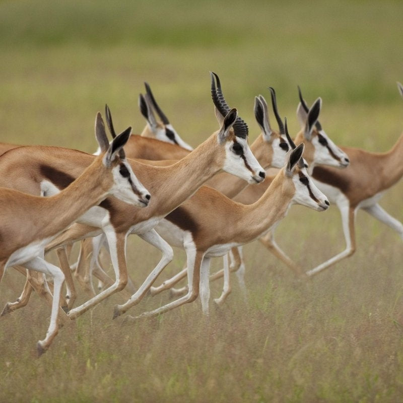 Springbok Group South Africa - Pickawall