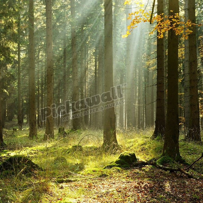 Spruce Tree Forest in Autumn Illuminated by Sunbeams through Fog - Pickawall