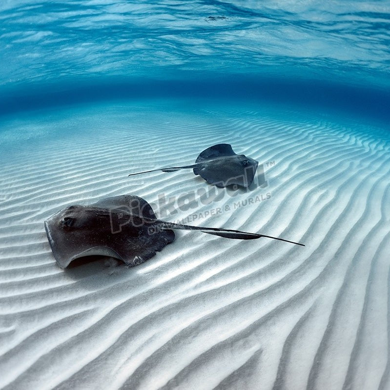 Stingray Fish - Pickawall