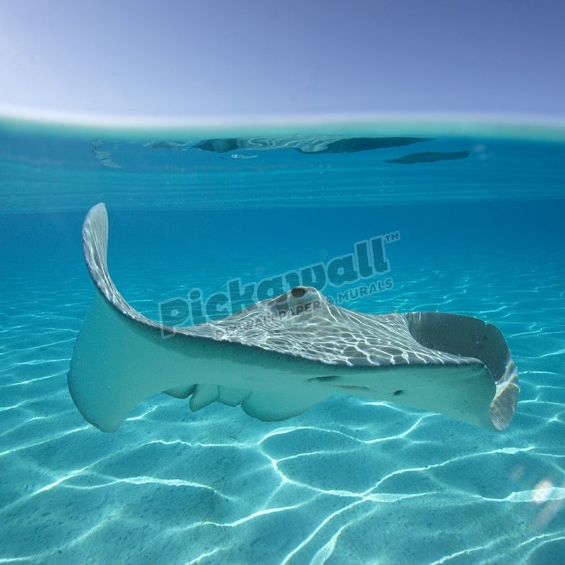 Stingray tahiti - Pickawall