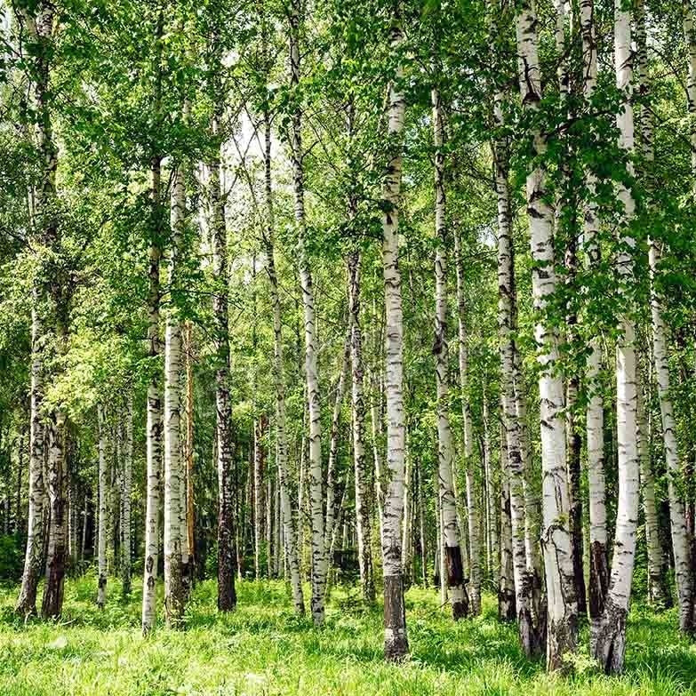 summer birch forest - Pickawall
