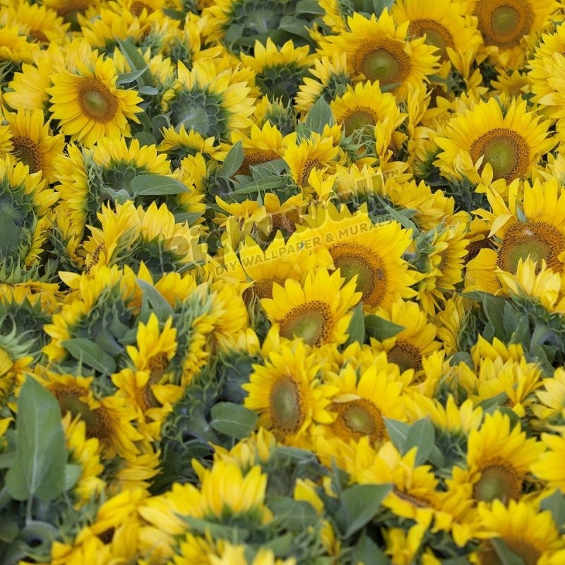 Sunflowers - Pickawall