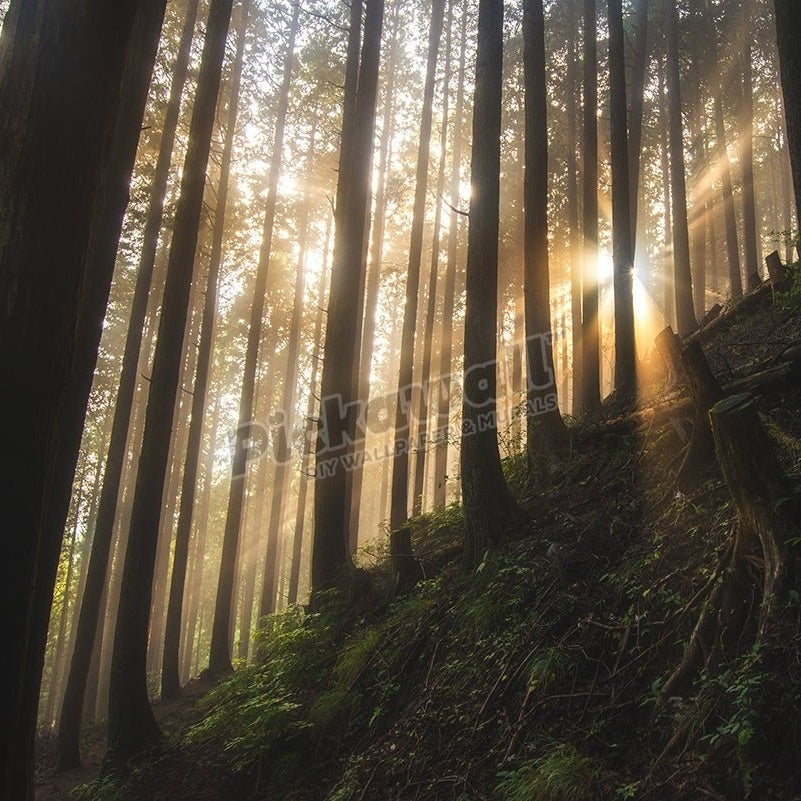 sunlight through forest - Pickawall