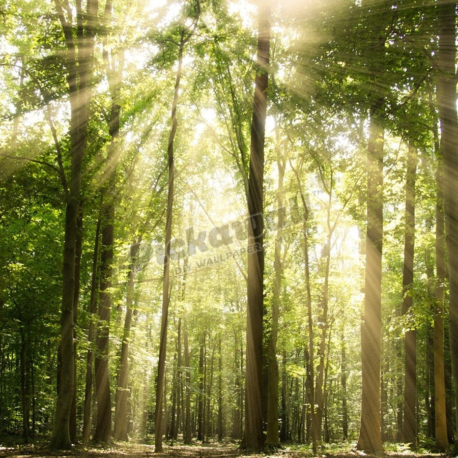 Sunrays Through Treetops - Pickawall