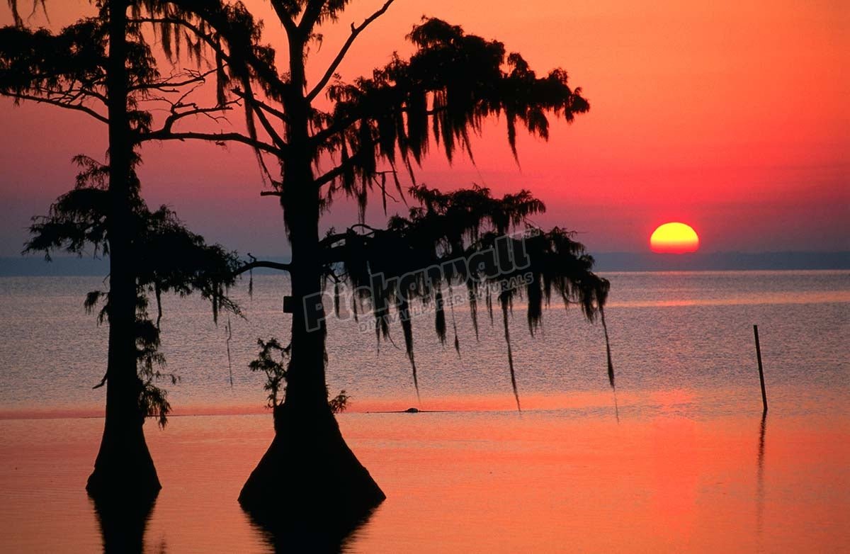 Sunrise at Lake Palourde with Spanish Moss trees in silhouette. - Pickawall
