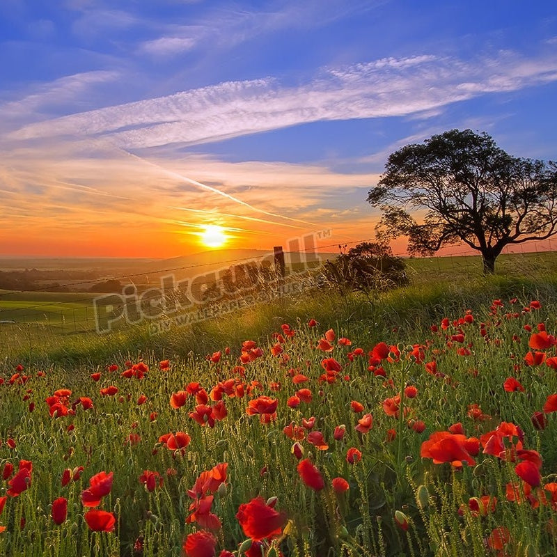 Sunrise over a field of poppys - Pickawall