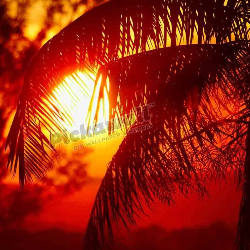 Sunset and palm tree, Kununurra - Pickawall