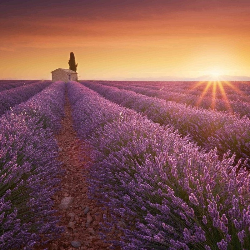 Sunset in the Lavender Fields - Pickawall