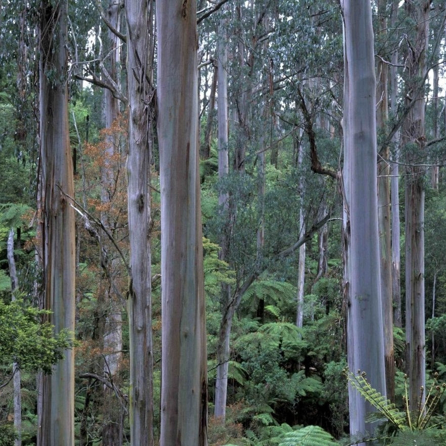 Tarra-Bulga National Park - Pickawall