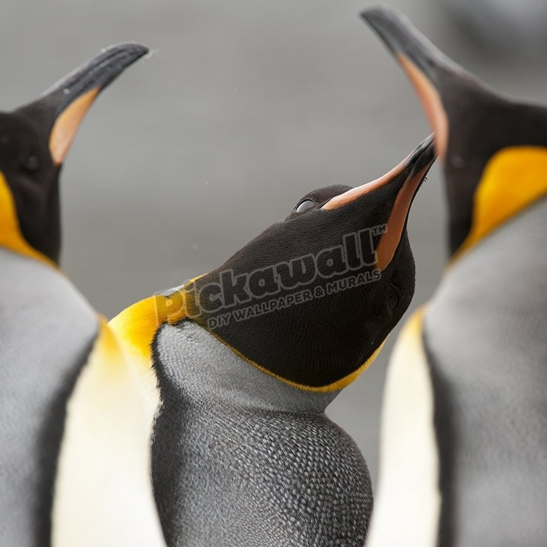 Three King Penguins - Pickawall