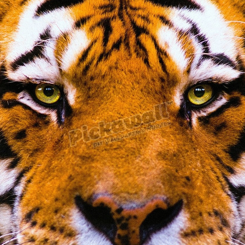 Tiger - Pickawall
