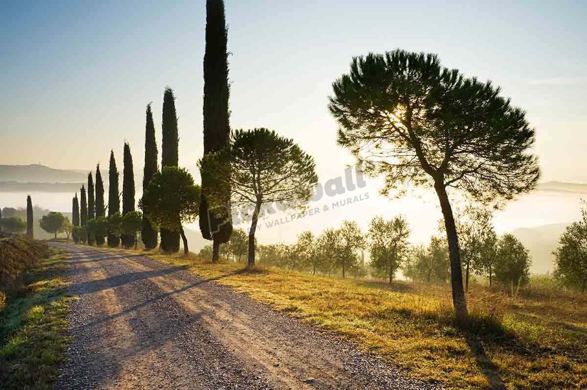 Track lined with cypress trees - Pickawall