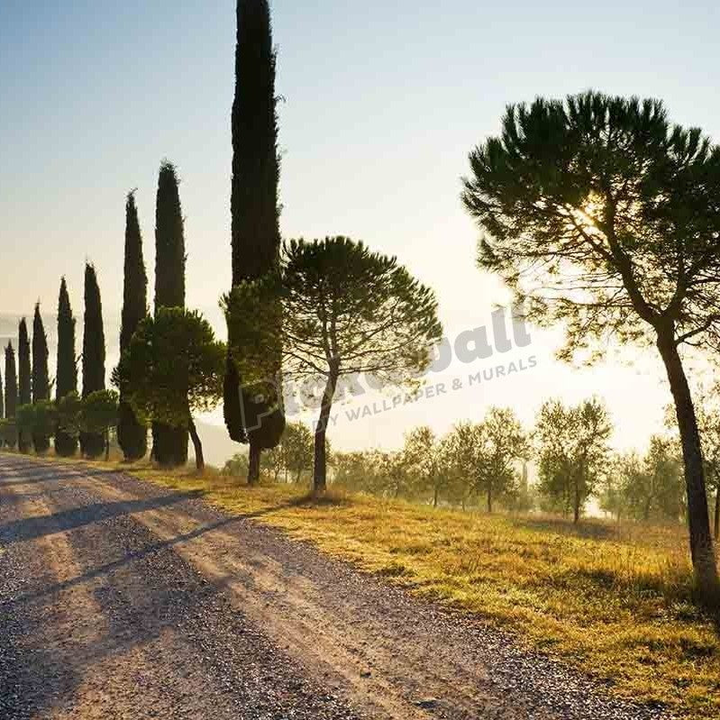 Track lined with cypress trees - Pickawall