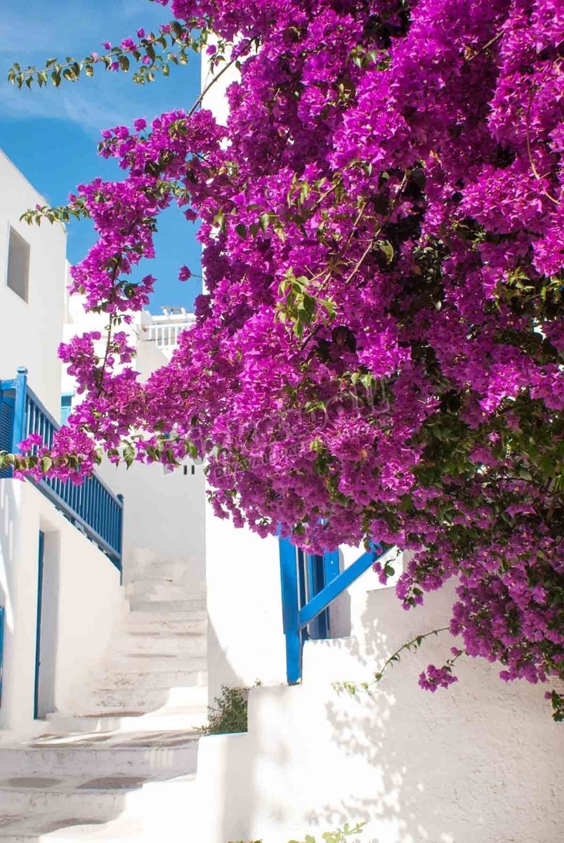 Traditional greek alley on Sifnos island, Greece - Pickawall