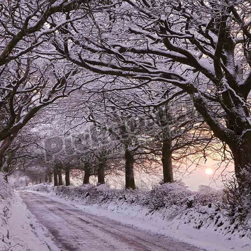 Tree lined country lane, Somerset, England - Pickawall