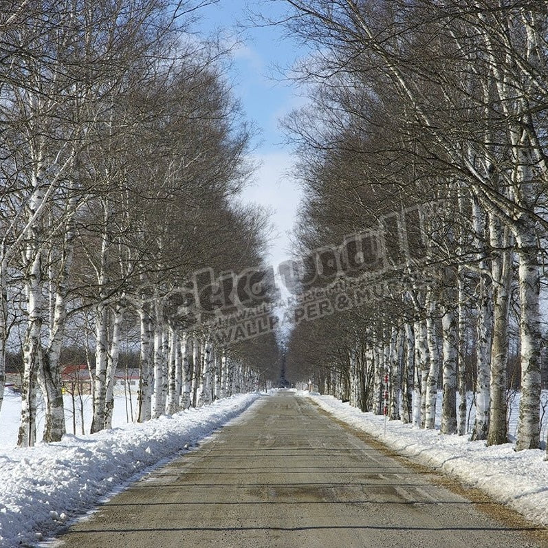 Tree Lined Road During Winter. Hokkaido, Japan - Pickawall