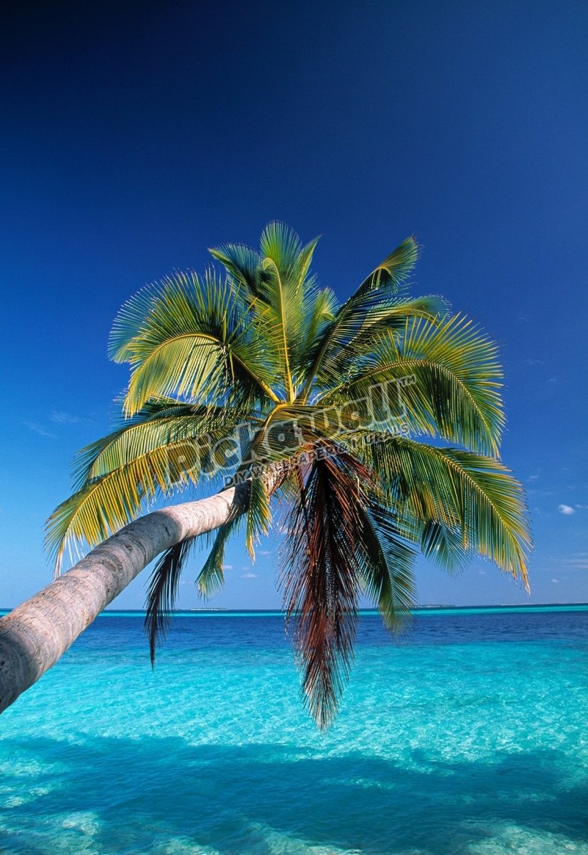 Tropical beach, Maldives - Pickawall