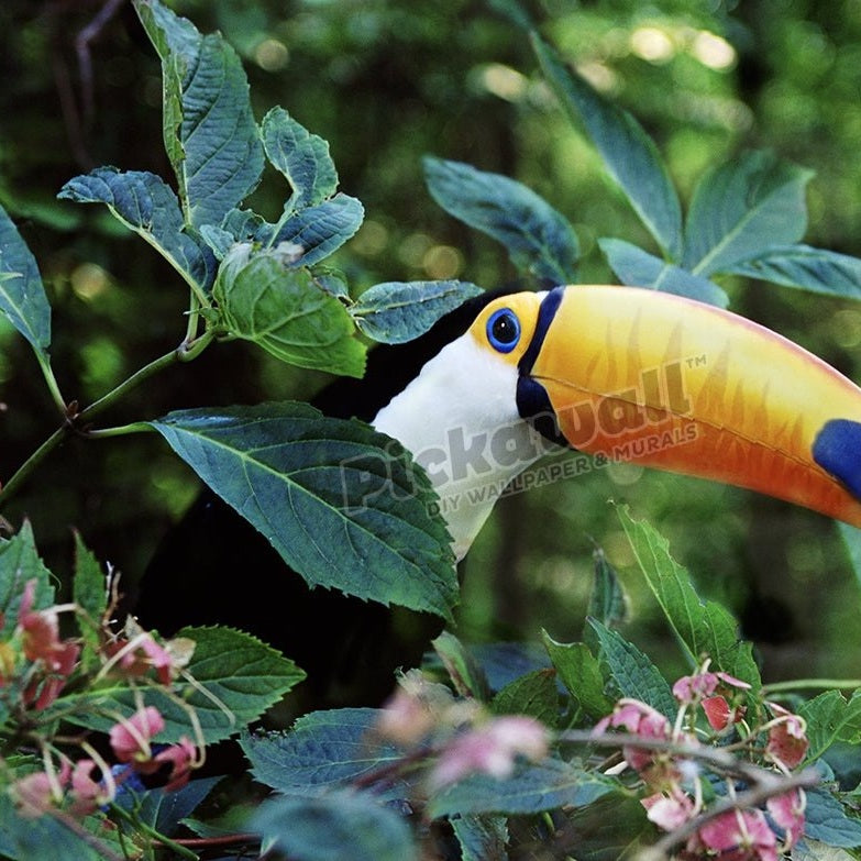 Tucan Bird - Pickawall