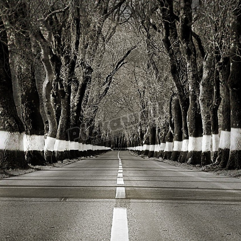 Tunnel of trees in road - Pickawall