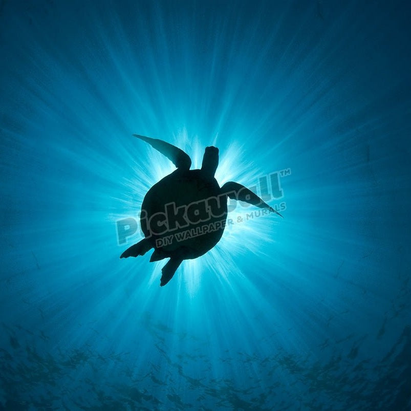 Turtle silhouetted by sun - Pickawall